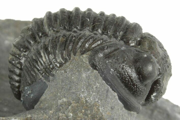 Curled Proetid (Gerastos) Trilobite Fossil - Morocco #377281